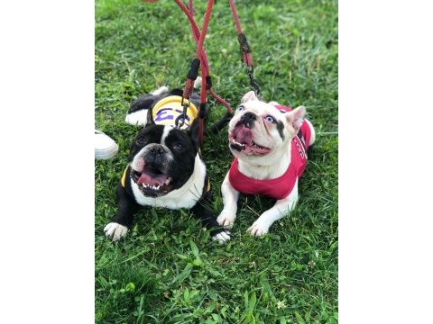 French bulldog çocuklarımız ömürlük yuva arıyor