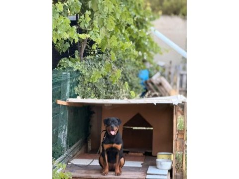 Son 1 dişir orjinal macar a scrli 4 aylık rottweiler