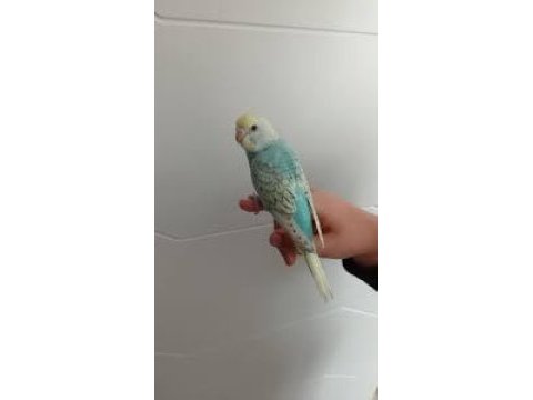 Yeni yeme düşmüş muhabbet kuşu yavrular