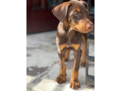 Estetikli ve estetiksiz doberman yavrular