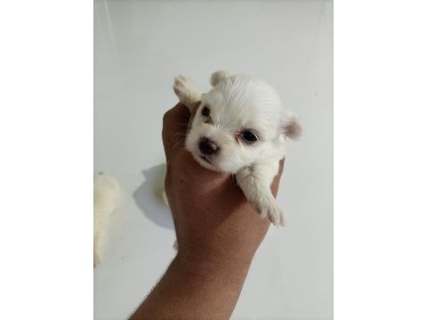 Terrier maltese yavrularımız tüm iller