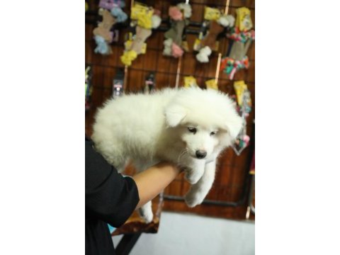 Bembeyaz güzeller güzeli samoyed