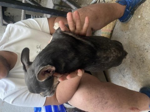 Lilac tan dişi french bulldog