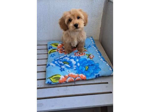 Orjinal bebek yüzlü maltipoo yavrular