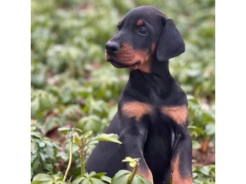 Doberman bebekler sağlık ve ırk garantili teslim