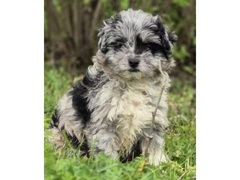 Trde nadir bulunan dizayn ırk mini ausiedoodle yavrumuz