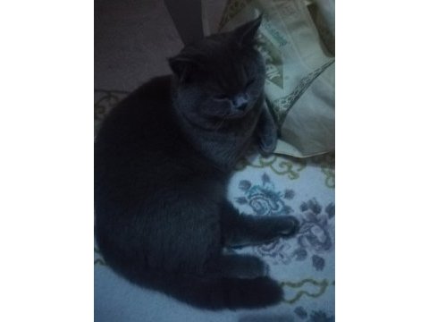 Es arıyoruz british shorthair kedimize
