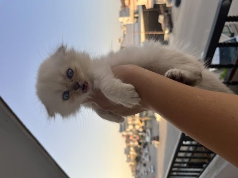 Minik yavrum