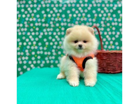 Safkan pomeranian boo bebekleri