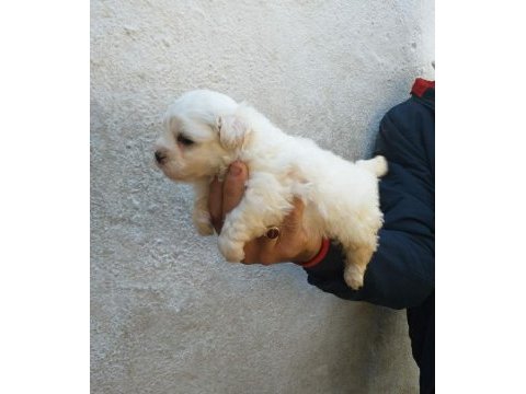 Biblo maltese bebek