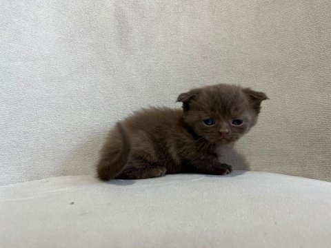 Scottish fold kediler