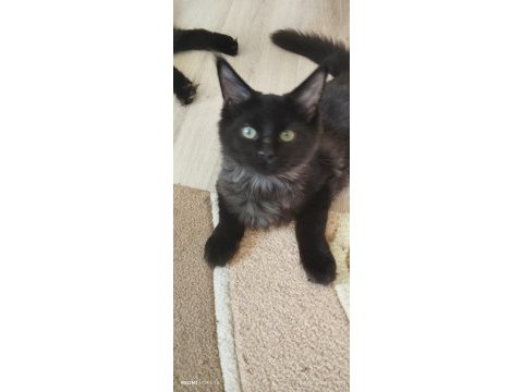 Yavru maine coon erkek
