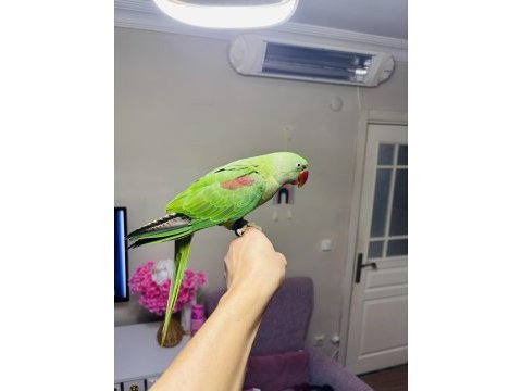 Jumbo boy bilezikli erkek yavru eğitmelik alexander