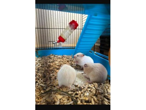 Bebek hamster