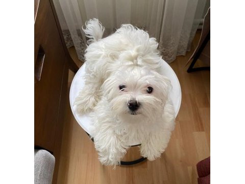 Ev doğumlu prenses maltese terrier
