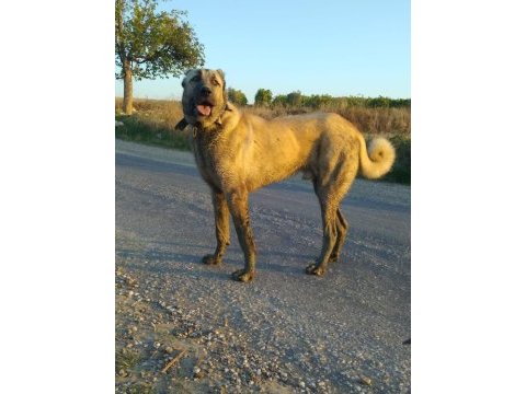 Hangi ki meydancı kangal