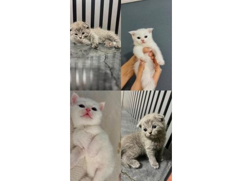 2 aylık yavru kedilerimiz sahiplendirilecektir