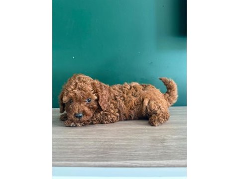 Sevimli poodle bebekler