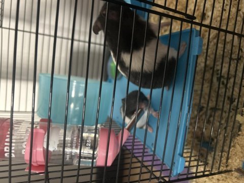 Yavru hamster 3 haftalık