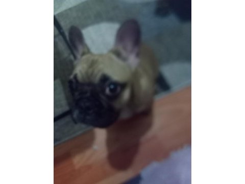 3 aylık yavru french bulldog konuşulur