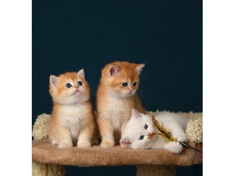 British shorthair ve longhair golden yavrular