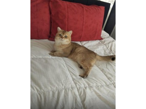 Şecereli safkan british shorthair kedilerimiz