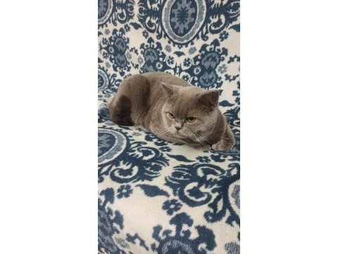 Ücretli sahiplendirilecek british shorthair