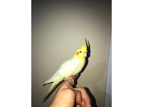Lutino kırmızı göz erkek sultan papağanı
