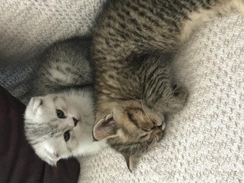 2 aylık scottish fold yavrularım
