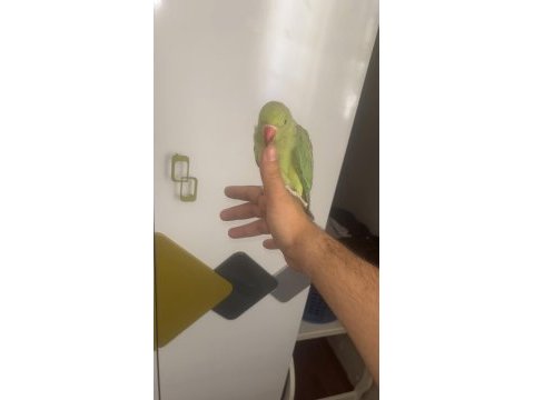 Pakistan papağanı