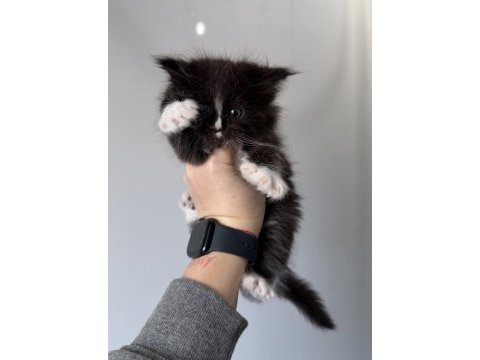 Xxxl maine coon dev kediler