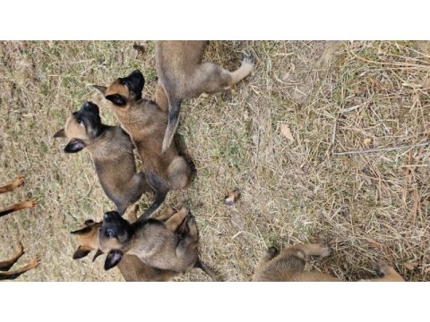 Malinois yavruları belçika kurdu