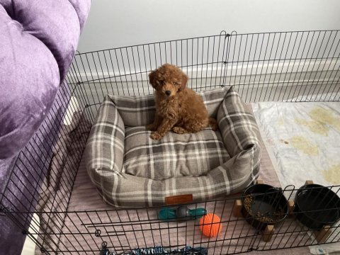 Sosyal safkan toy poodle erkek
