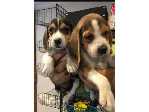 Beagle yavrularımız ırk garantilidir