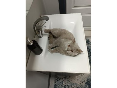 3 dışı 1 erkek yetişkin british shorthair