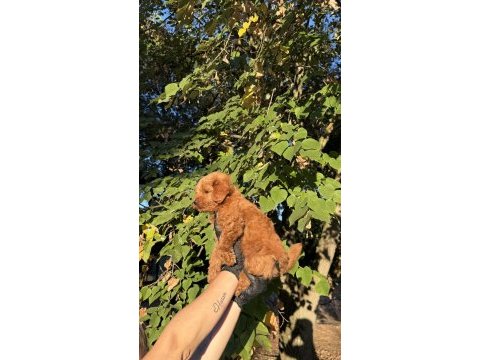 Red brown maltıpoo yavrumuz yeni yuvasına hazıd