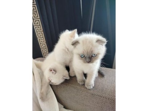 Scottish fold point blue minikler yeni ailesini arıyor