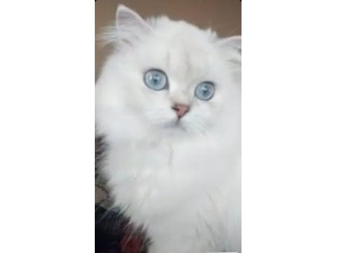 British longhair kızım yeni sahibini bekliyor