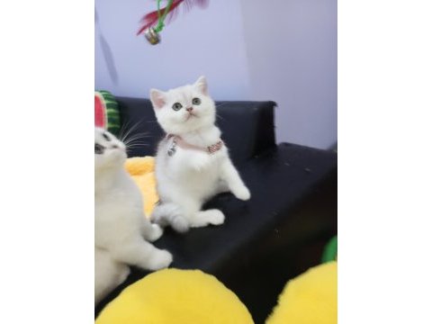Safkan silver chinchilla rengi yavrular catteryden