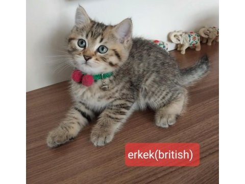 Scottish fold ve british saf kan oyuncu bebeklerimiz
