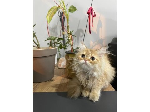 İran chinchilla - son kalite safkan prenses