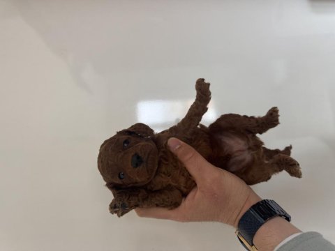 Kore kan red dark brown toy poodle bebekler
