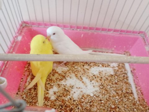 Dişi kırmızı göz yavru muhabbet kuşu