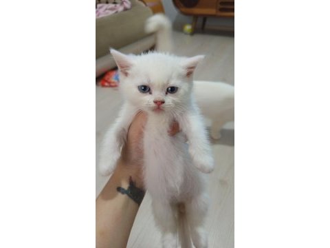 British shorthair bebekler