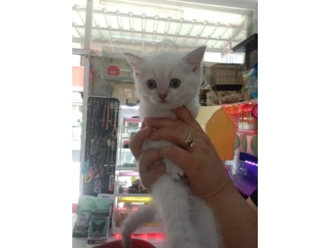 Blue point british shorthair yavrularım