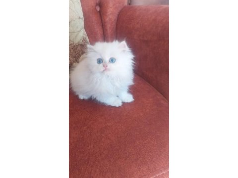 British longhair sağlıklı oyuncu kedimiz