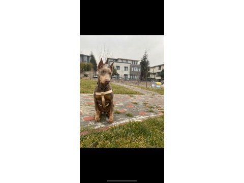 İsabella, blue ve kızıl renk özel eğitimli dobermanlar