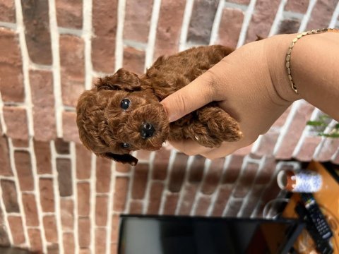 Anne altından toy poodle