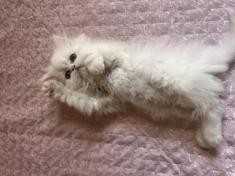 2 aylık iran kedisi yavrumuza yeni yuva arıyoruz