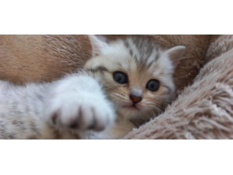 British shorthair 2 aylık dişi sağlıklı